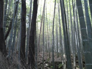 嵯峨野竹林