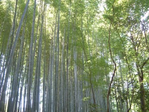 地蔵院（竹の寺）