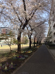 農大キャンパスの桜並木