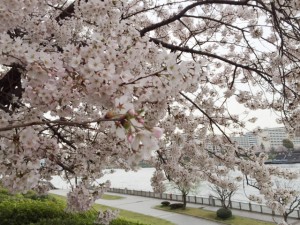 隅田川の桜