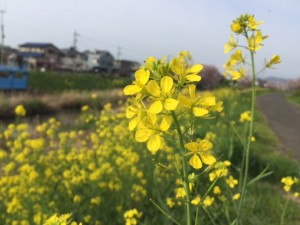 菜の花