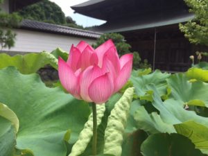 建長寺・蓮の花