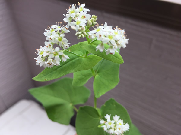 蕎麦の花